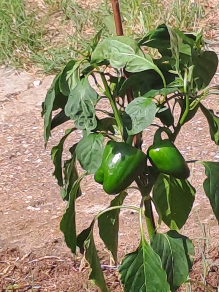 laxanokipos paidikoi stathmoi sygomidi 3 laxanokipos paidikoi stathmoi sygomidi 3